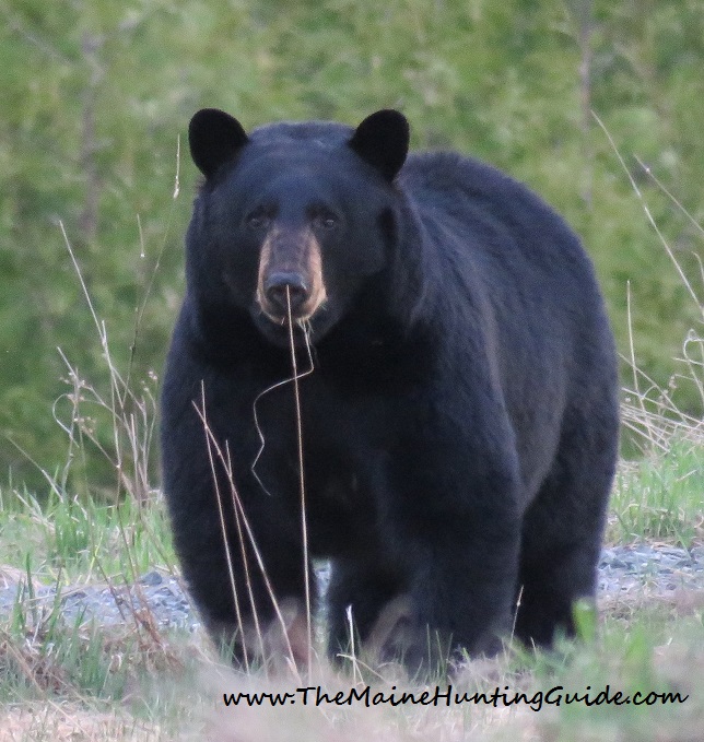 Black Bear Maine 5-6-15