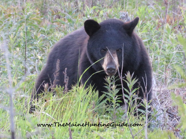 Maine Black Bear photo- Dusty Perry